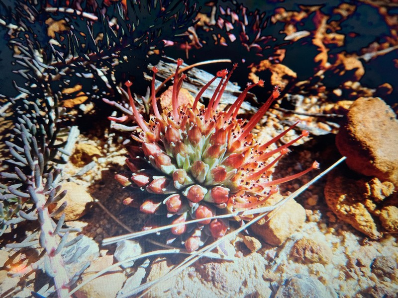 Darwinia virescens photo 3
