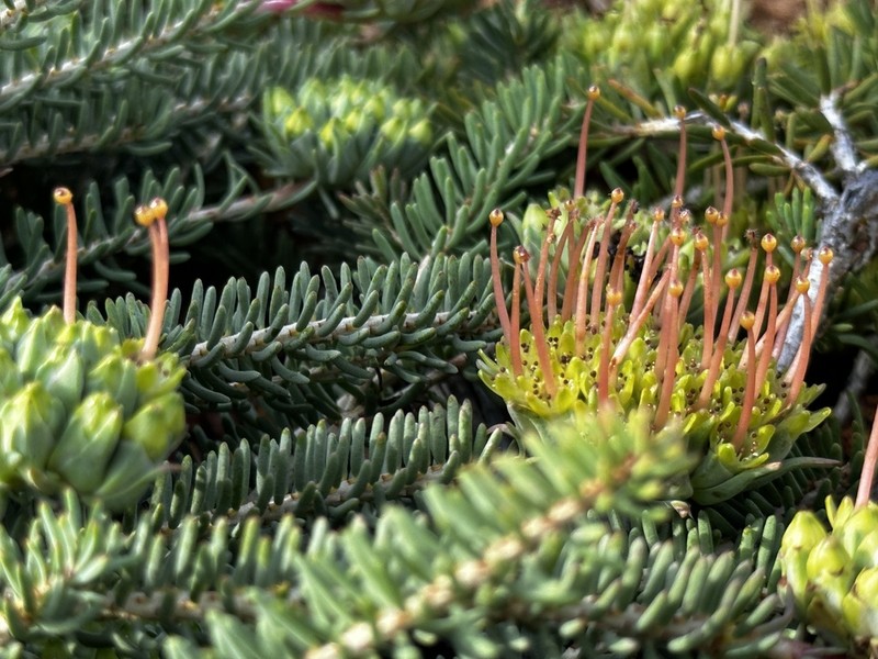 Darwinia virescens photo 4