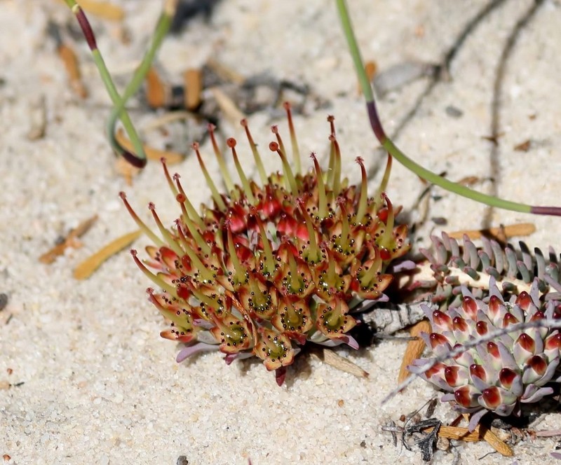Darwinia virescens photo 5