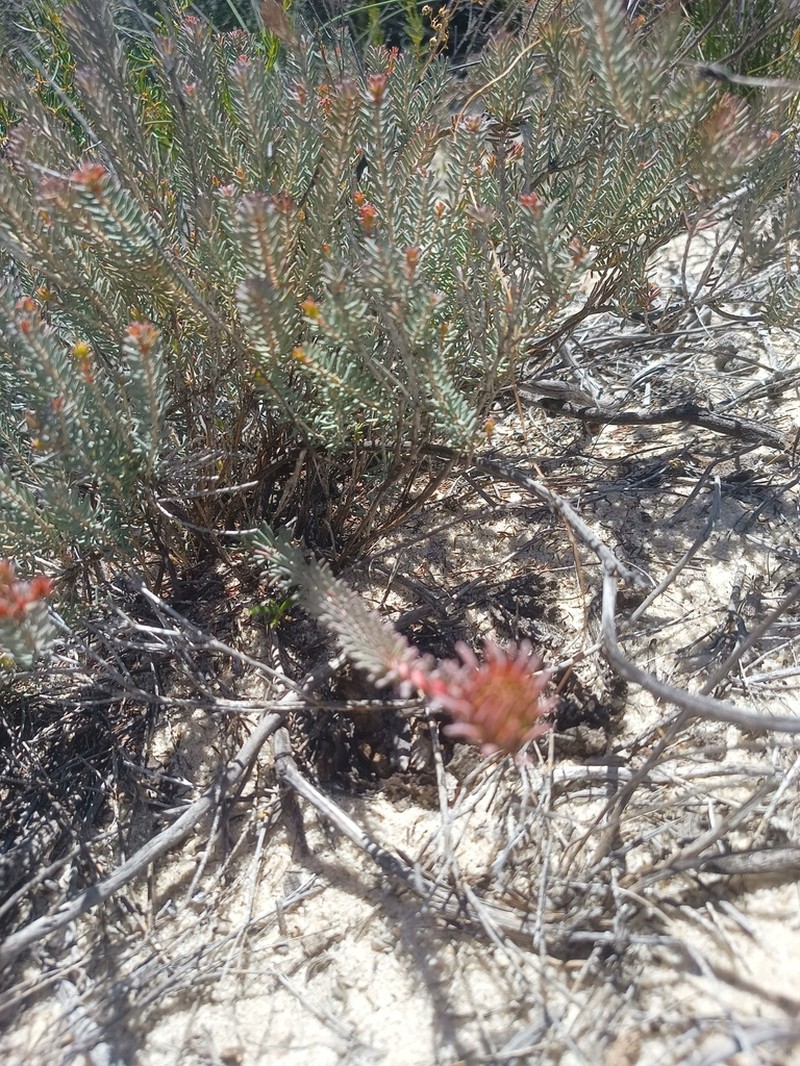 Darwinia virescens photo 6