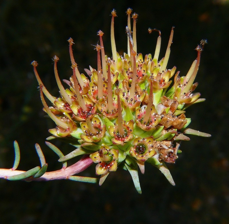 Darwinia virescens photo 7