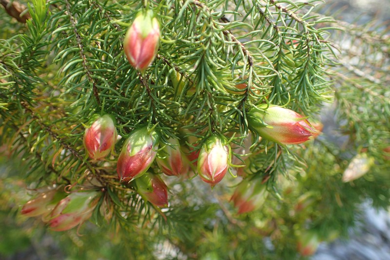 Darwinia wittwerorum