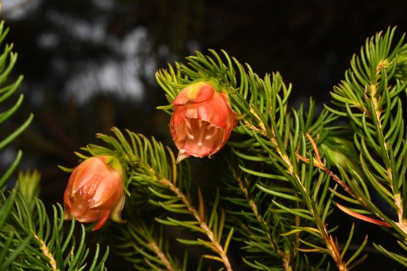 Darwinia wittwerorum photo 2