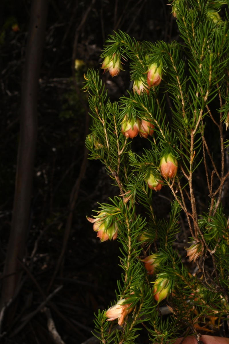 Darwinia wittwerorum photo 3