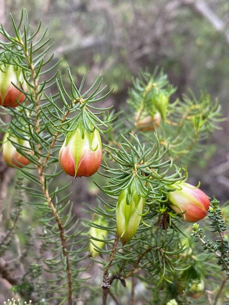 Darwinia wittwerorum photo 4