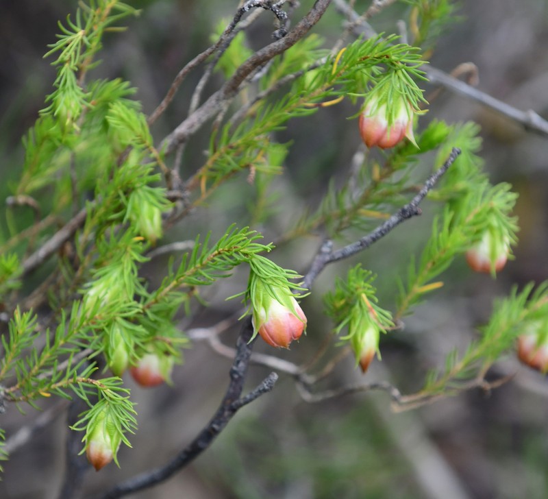 Darwinia wittwerorum photo 5