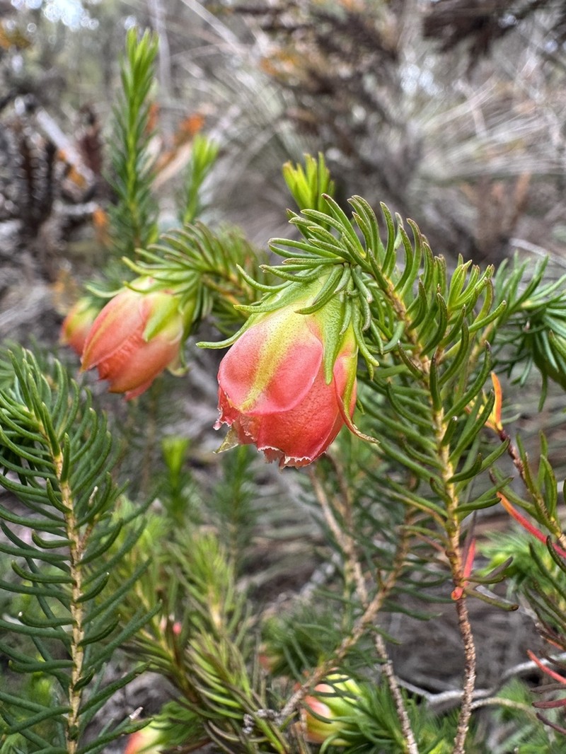 Darwinia wittwerorum photo 6