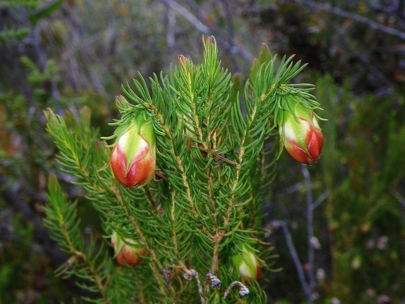 Darwinia wittwerorum photo 7