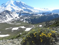 Shrubby Cinquefoil