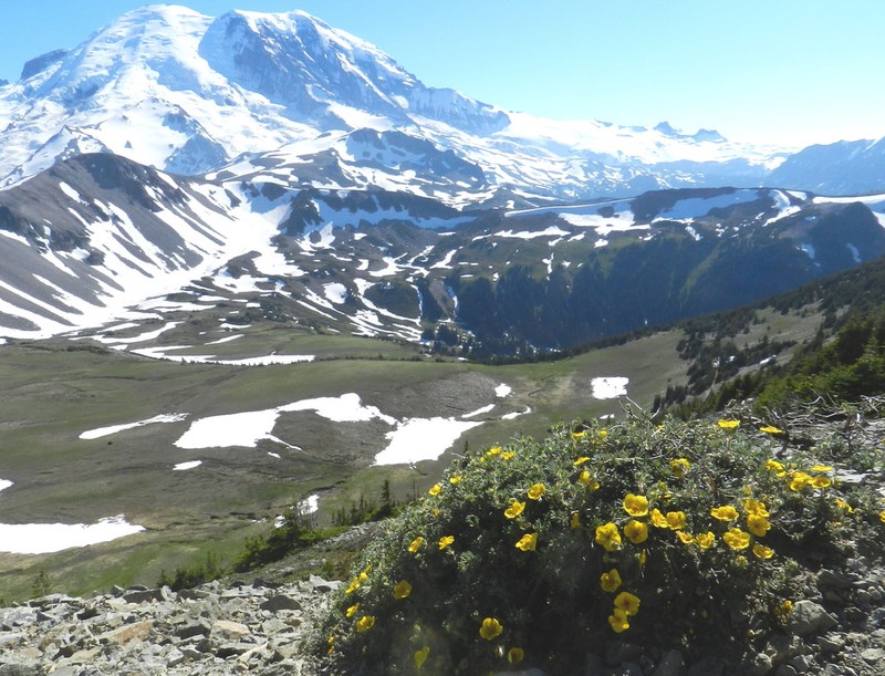 Shrubby Cinquefoil