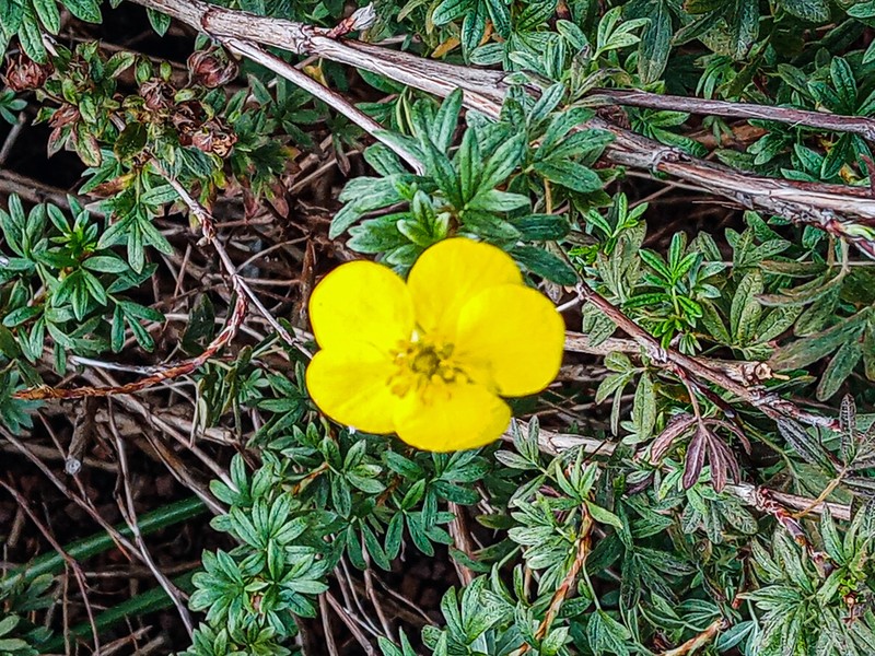 Shrubby Cinquefoil photo 2