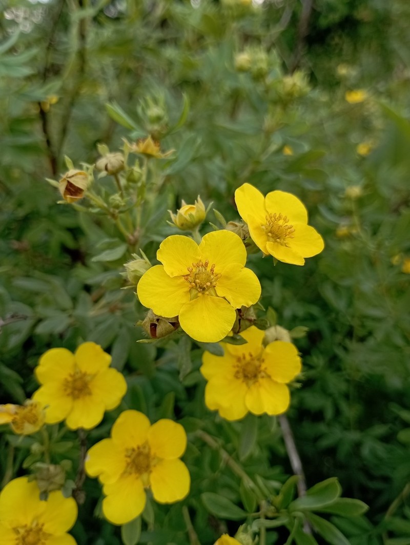 Shrubby Cinquefoil photo 3