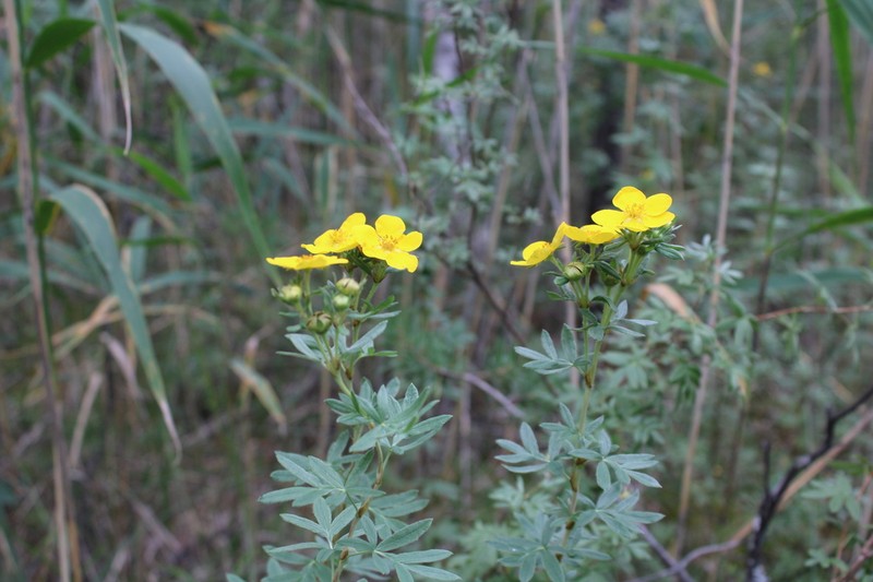Shrubby Cinquefoil photo 4