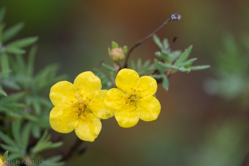 Shrubby Cinquefoil photo 5