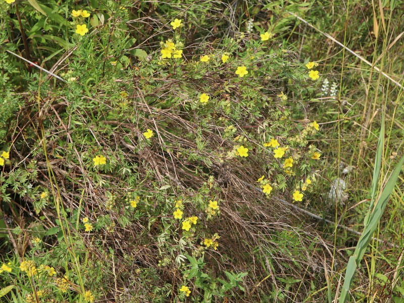 Shrubby Cinquefoil photo 6