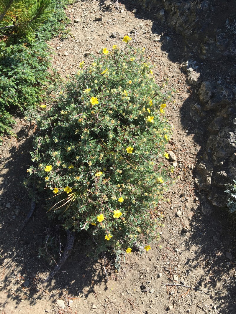 Shrubby Cinquefoil photo 7