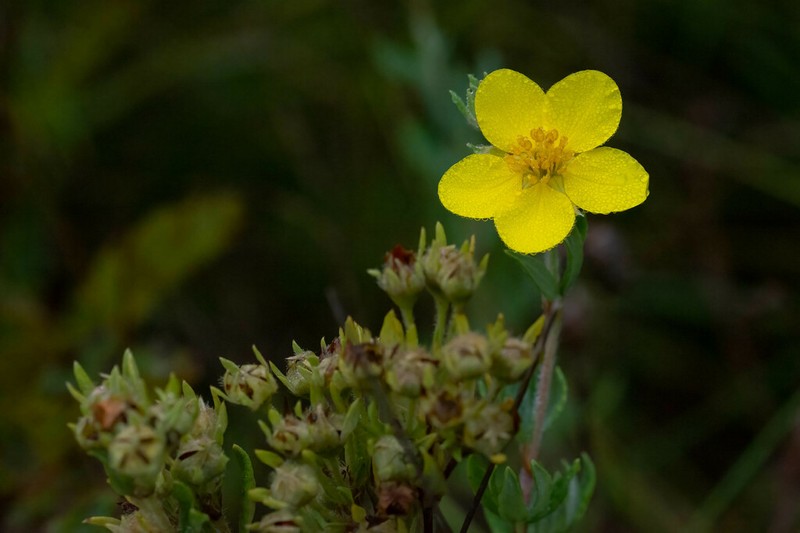 Shrubby Cinquefoil photo 8