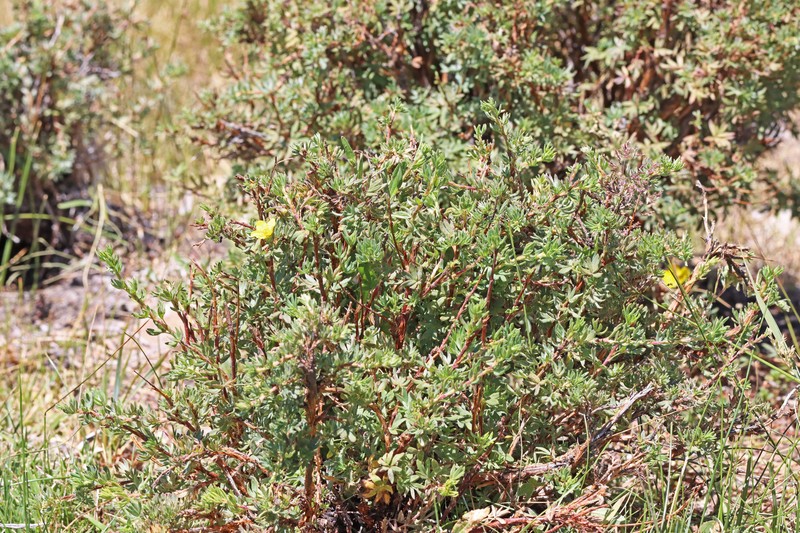 Dasiphora fruticosa var. fruticosa