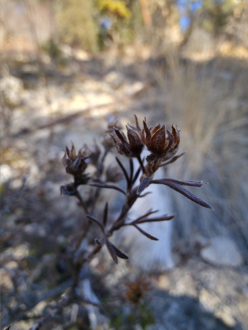 Dasiphora fruticosa var. fruticosa photo 2