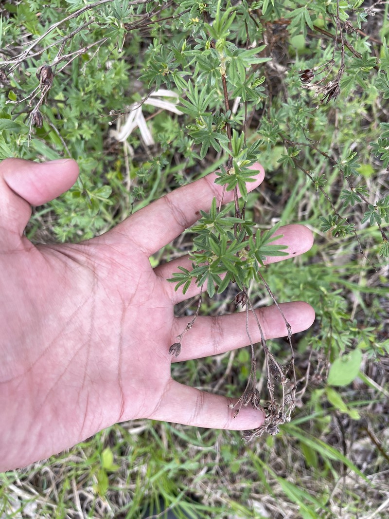 Dasiphora fruticosa var. fruticosa photo 3
