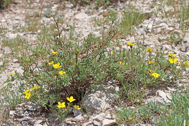 Dasiphora fruticosa var. fruticosa photo 4
