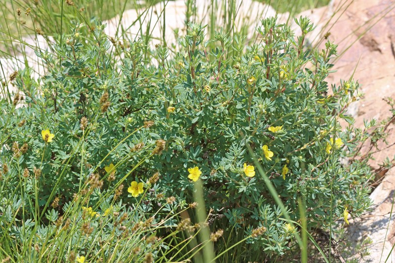 Dasiphora fruticosa var. fruticosa photo 5