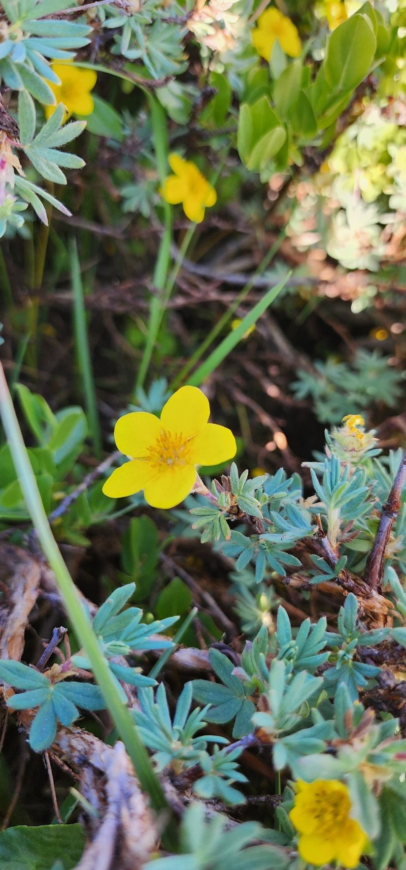 Dasiphora fruticosa var. fruticosa photo 6