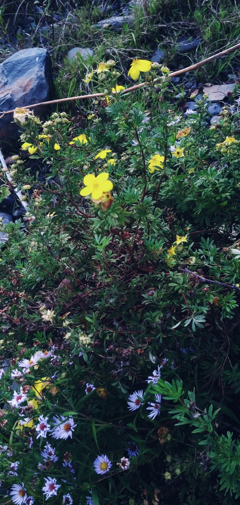 Dasiphora fruticosa var. fruticosa photo 7