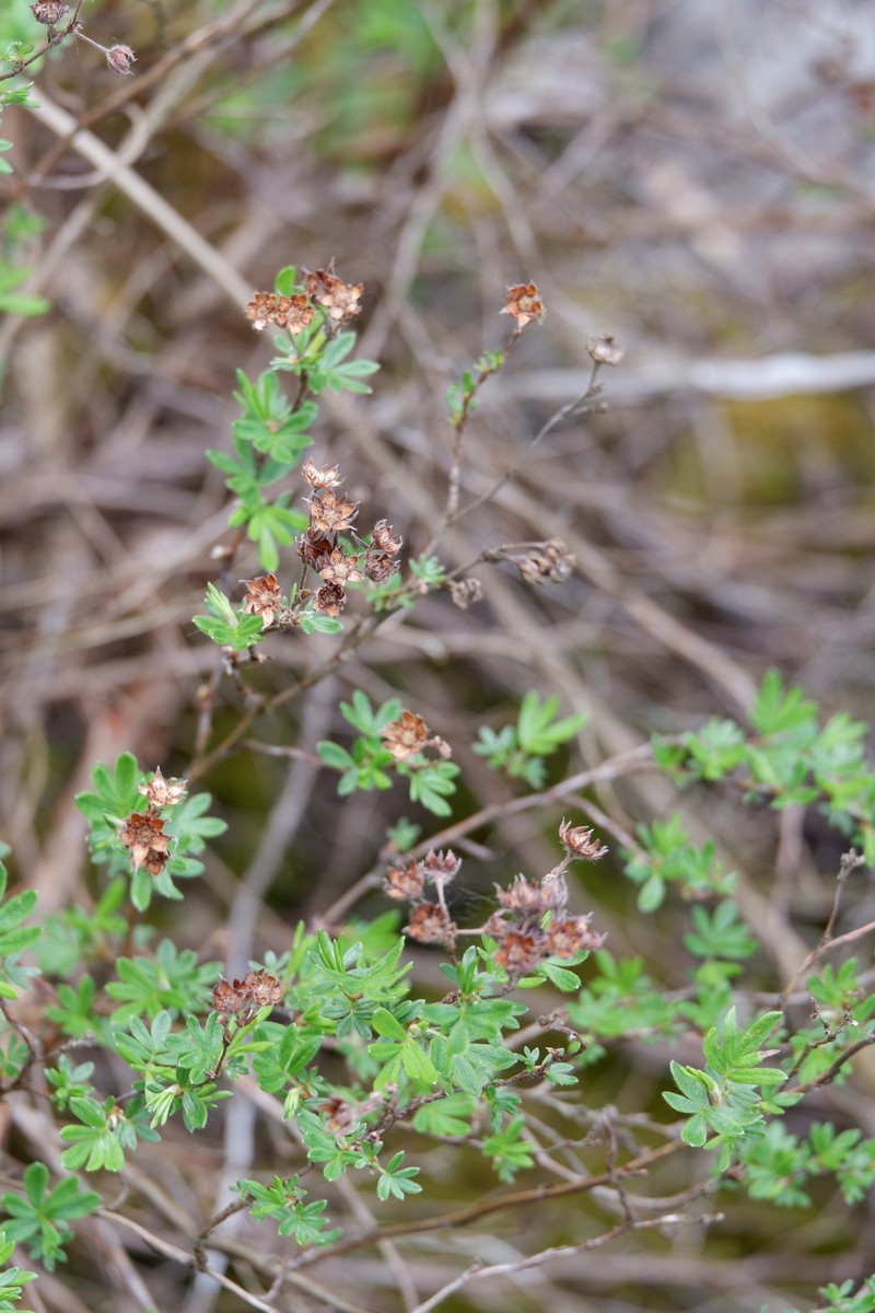 Dasiphora fruticosa var. fruticosa photo 8