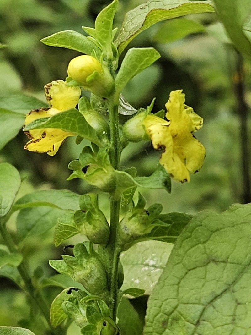 Mullein Foxglove photo 3