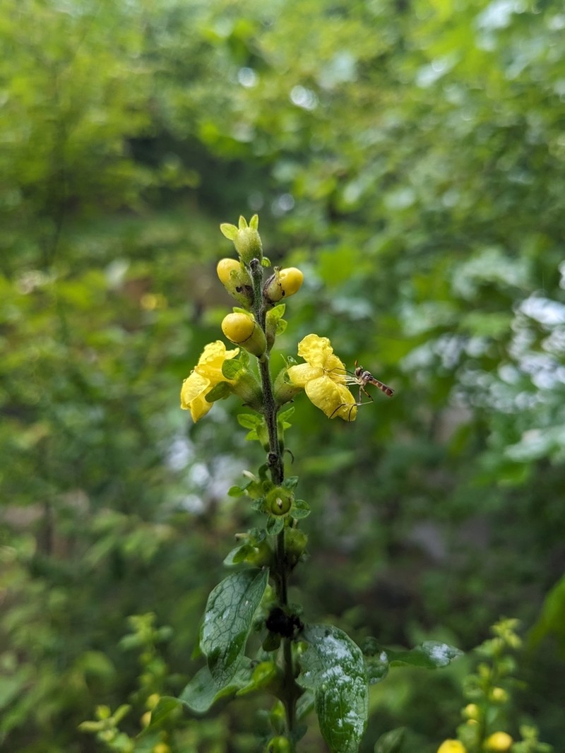 Mullein Foxglove photo 8