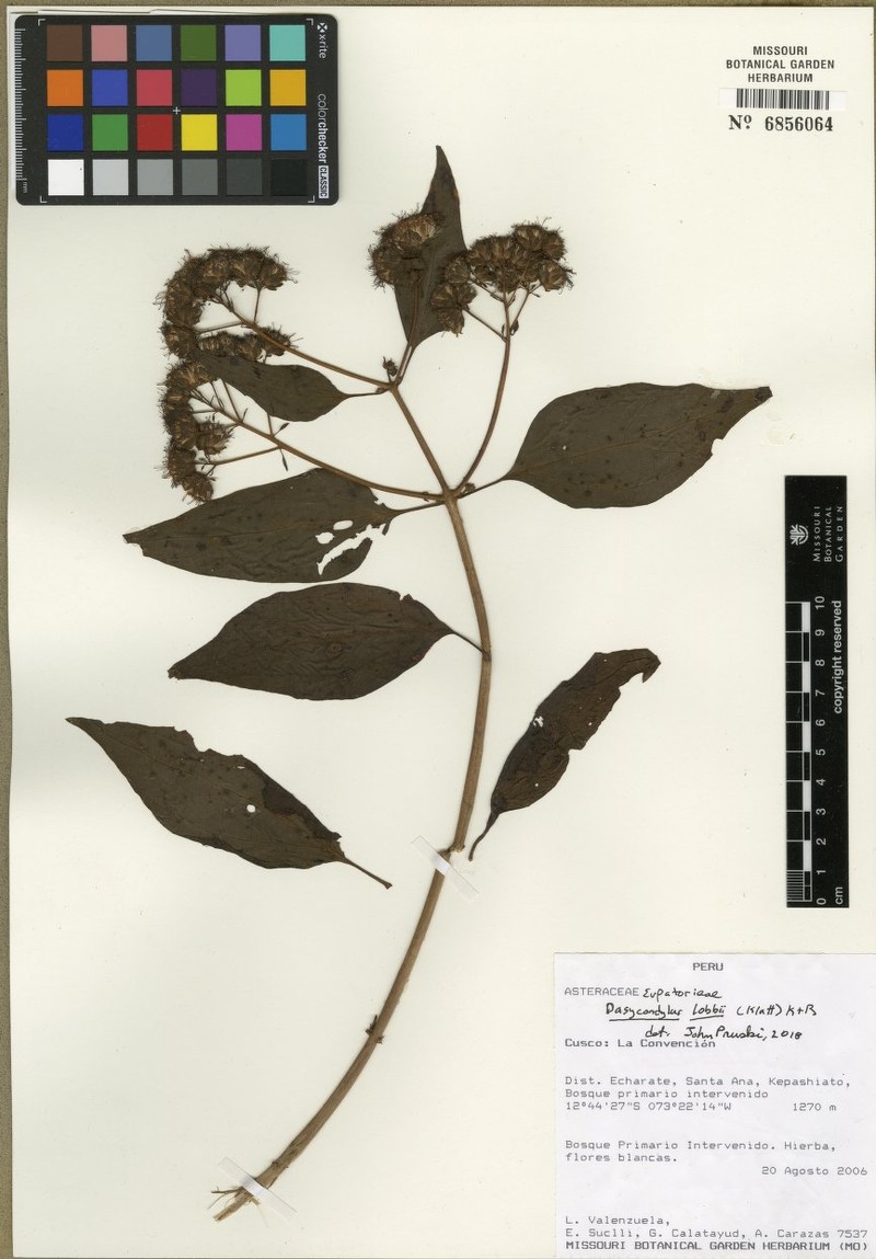 Dasycondylus lobbii