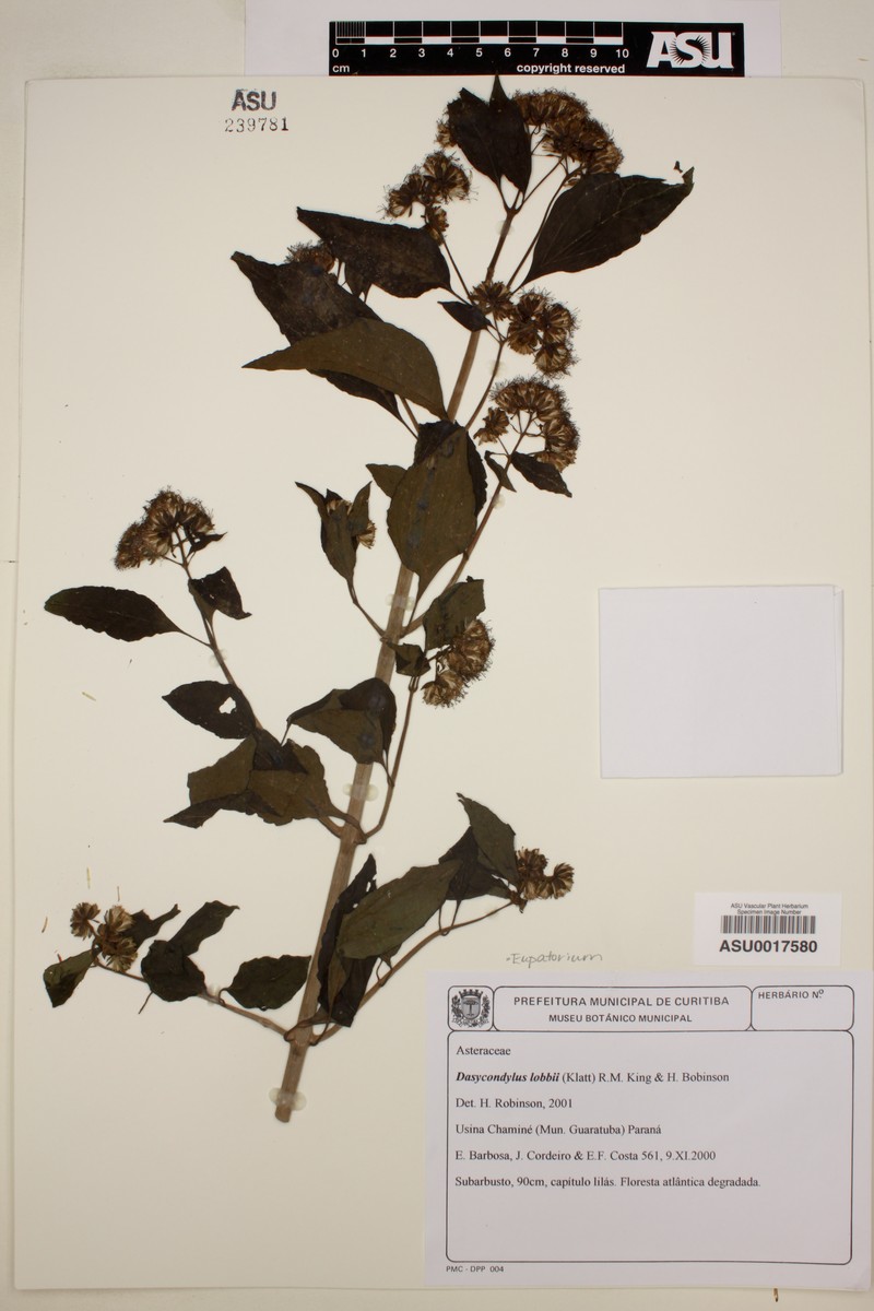 Dasycondylus lobbii photo 2
