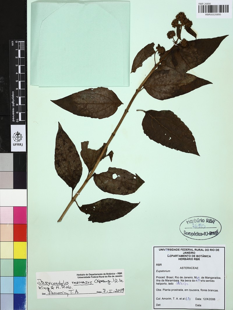 Dasycondylus resinosus