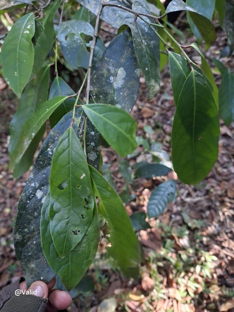 Dasylepis integra