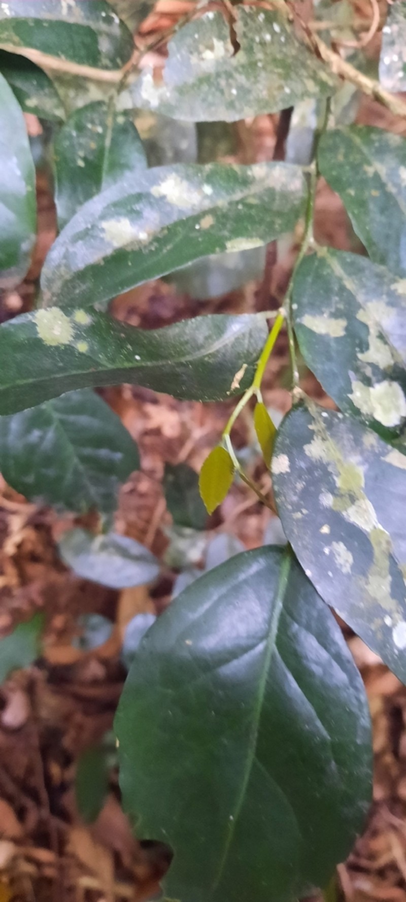 Dasylepis integra photo 2