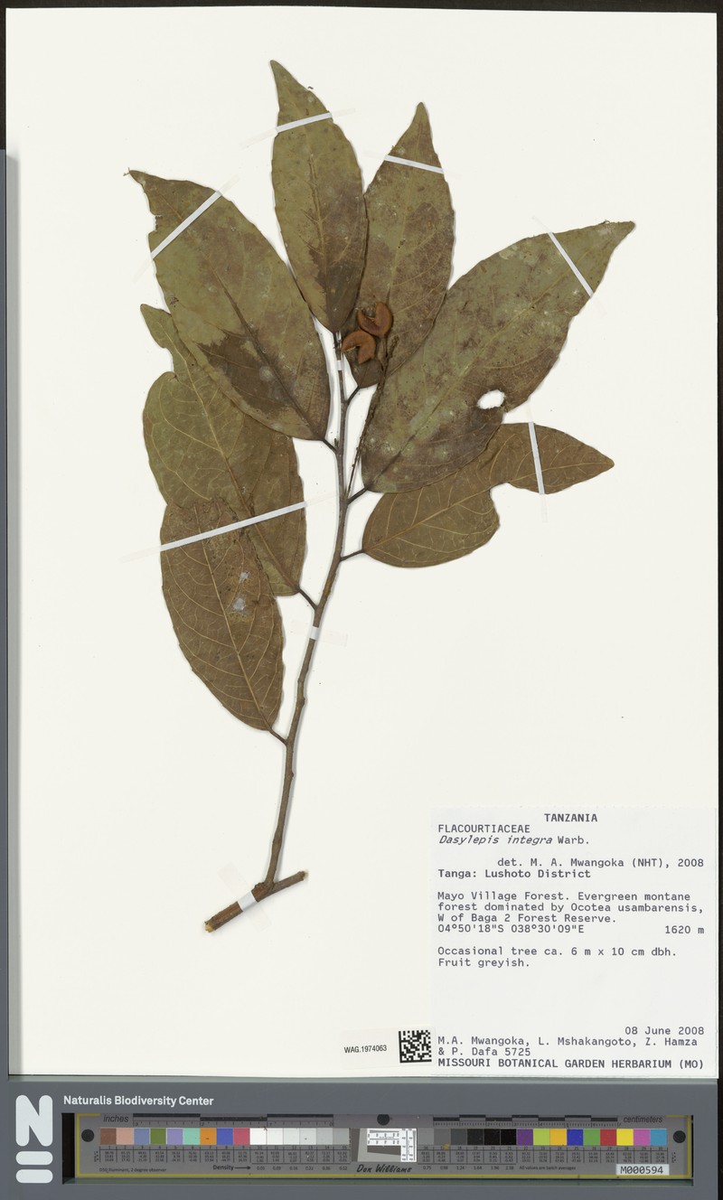 Dasylepis integra photo 3