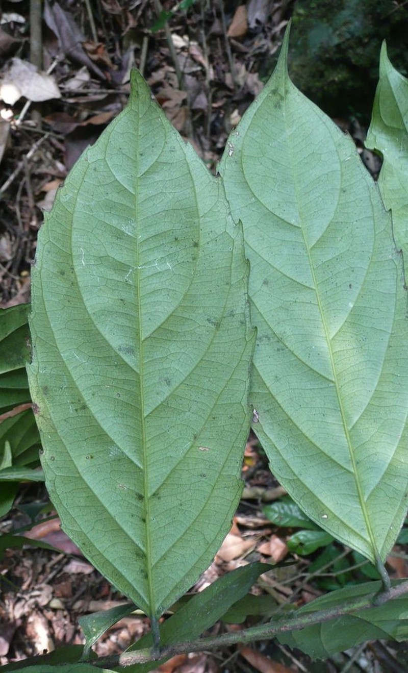 Dasylepis racemosa