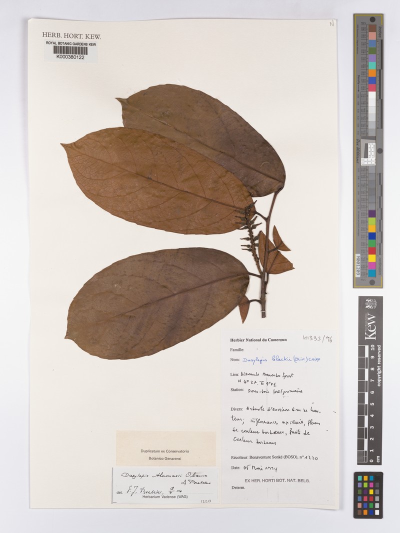 Dasylepis thomasii