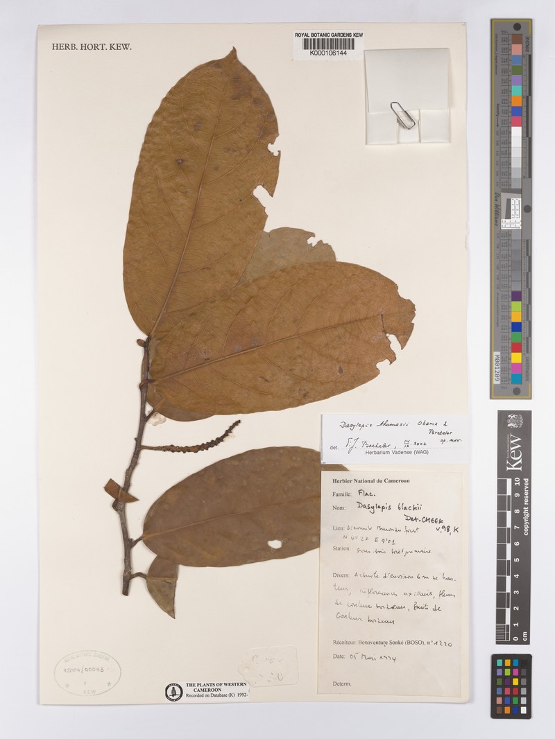 Dasylepis thomasii photo 2