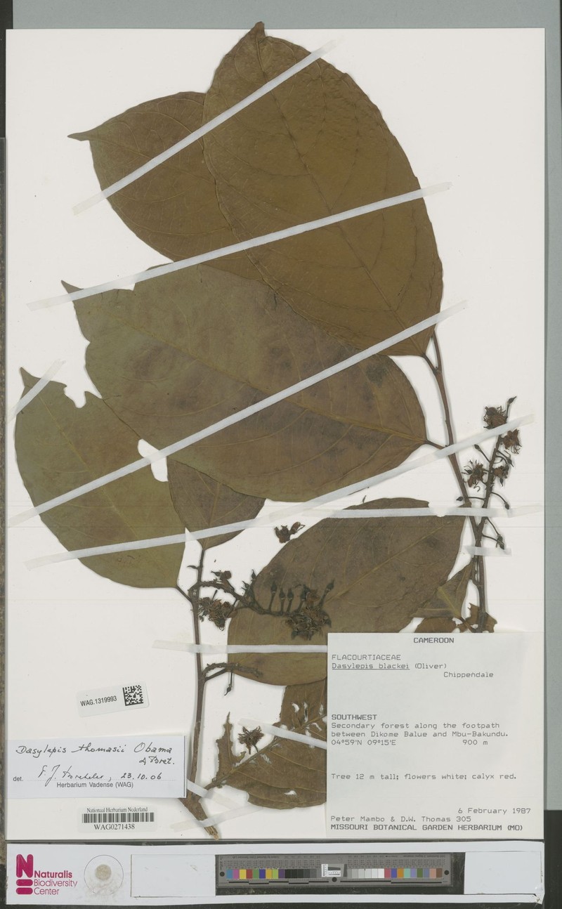Dasylepis thomasii photo 3