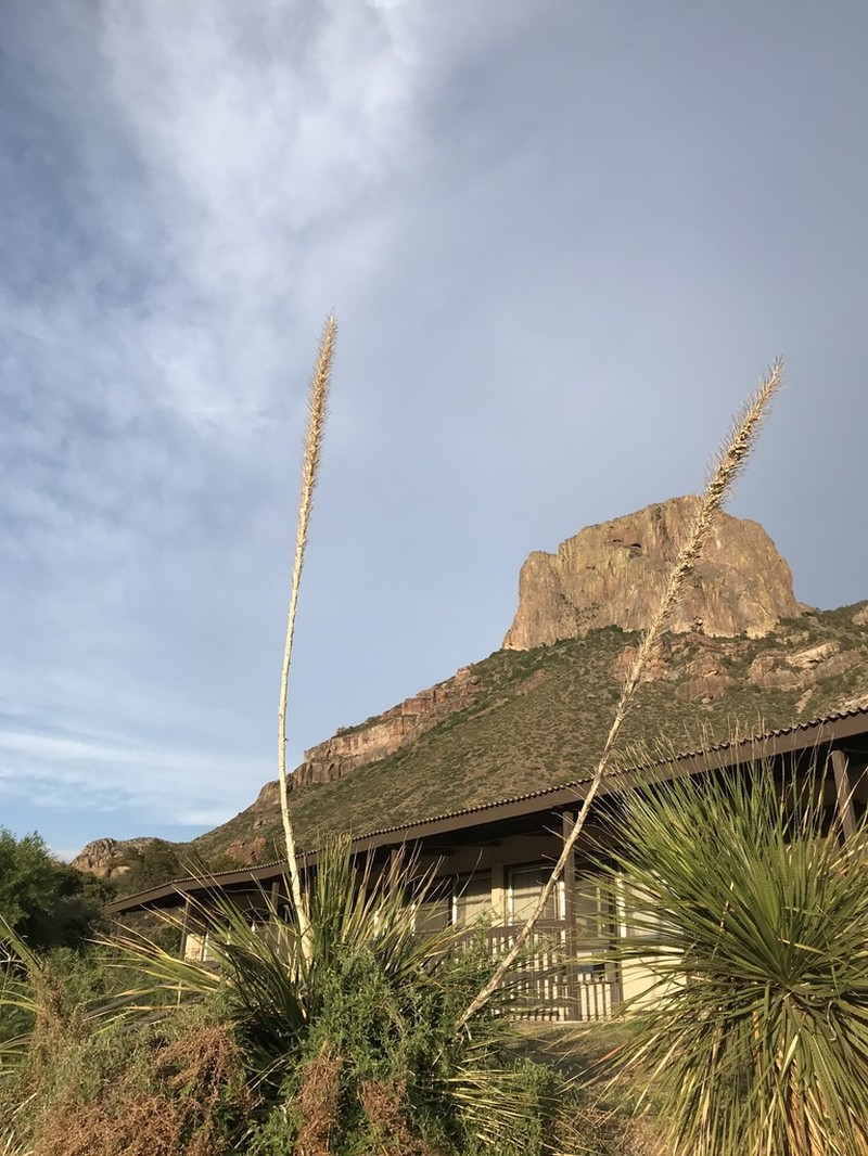 Trans-Pecos Sotol photo 3