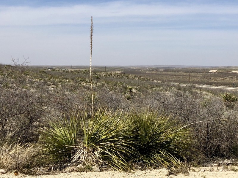 Trans-Pecos Sotol photo 4