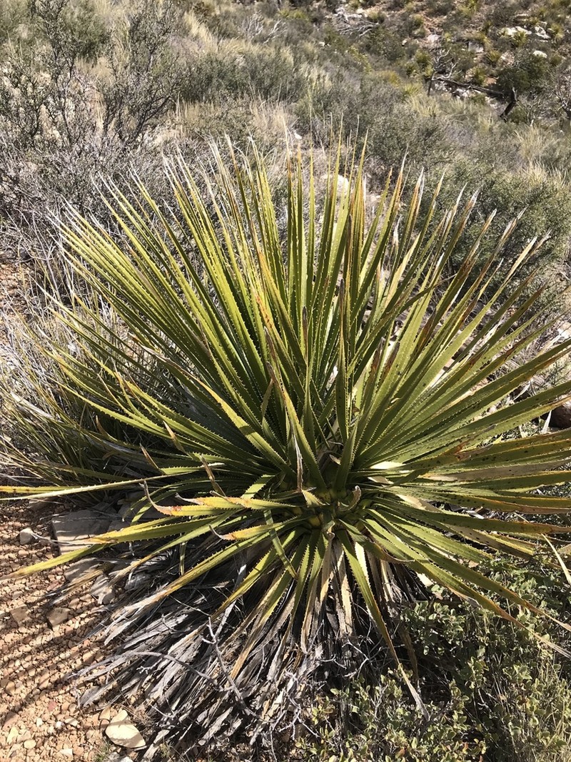 Trans-Pecos Sotol photo 5