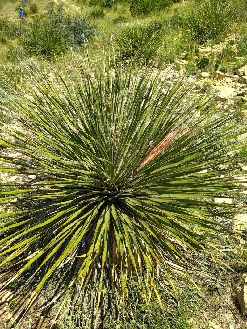 Trans-Pecos Sotol photo 6