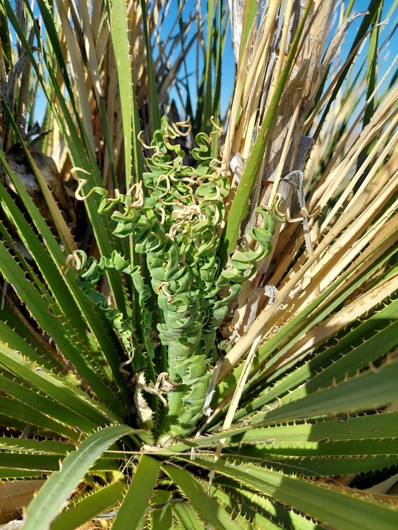 Green Sotol