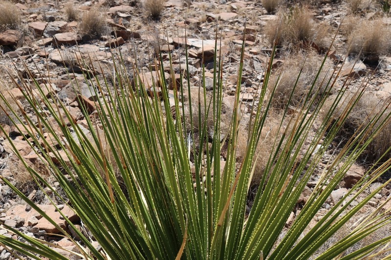 Green Sotol photo 2