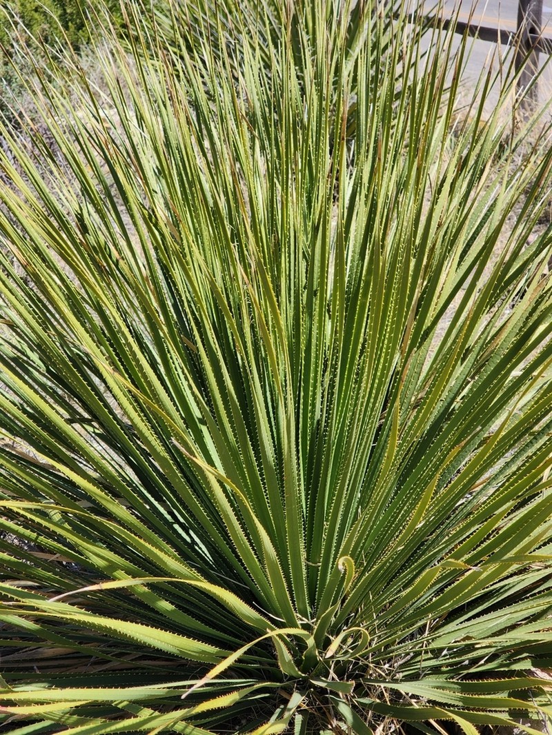 Green Sotol photo 7