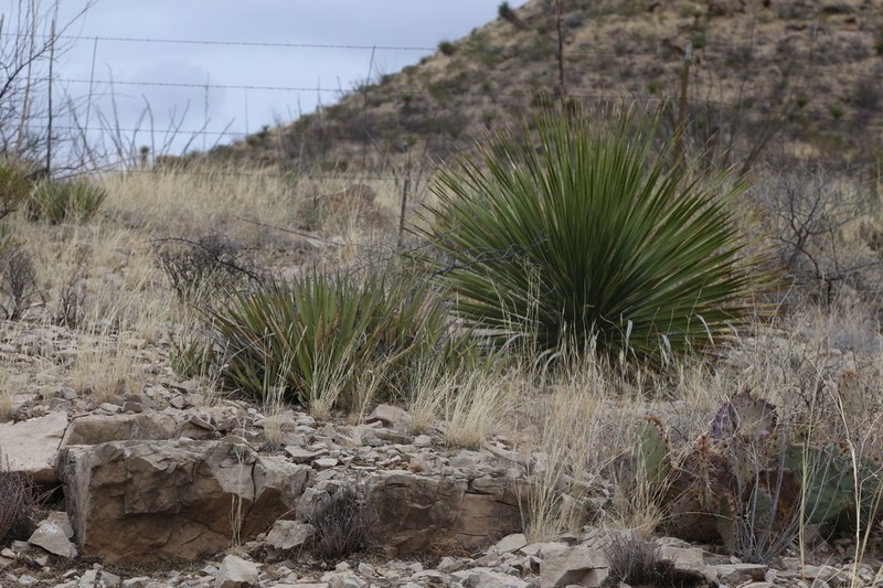 Green Sotol photo 8