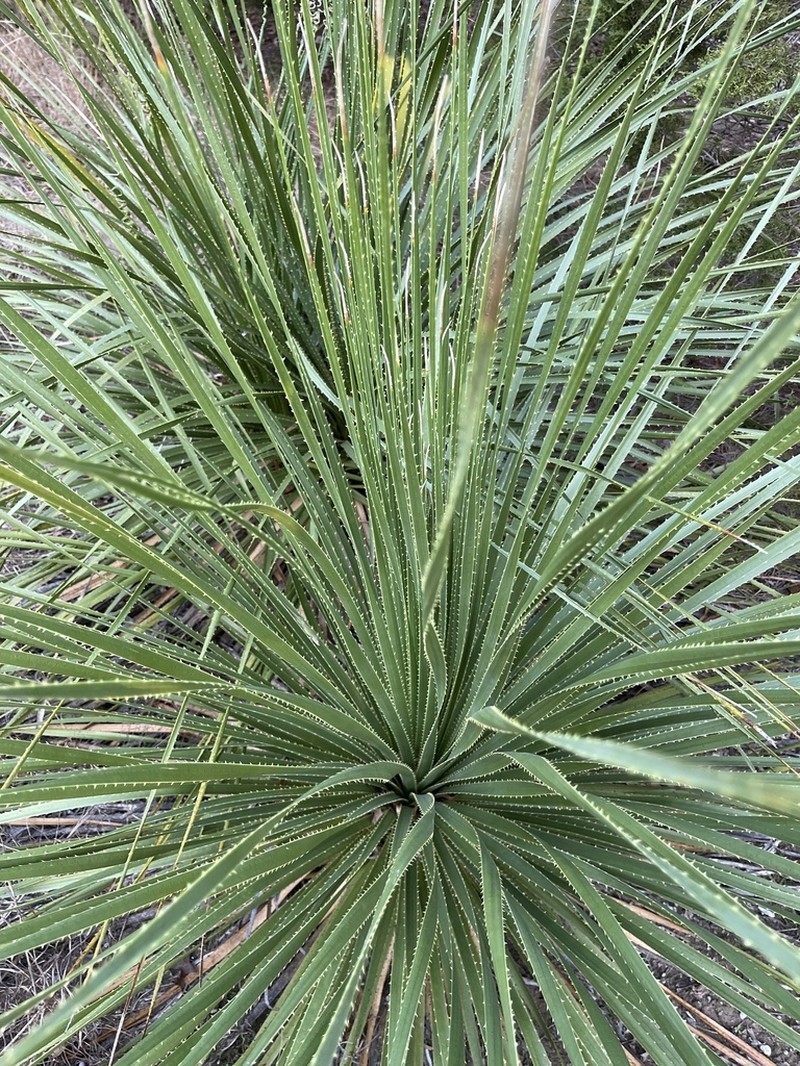 Texas Sotol